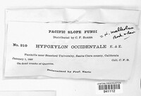 Annulohypoxylon thouarsianum image